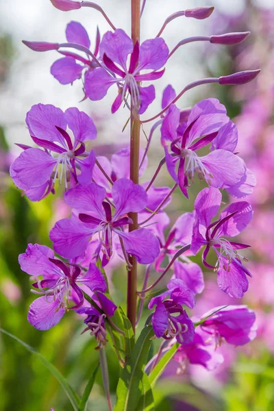 Fiori Viola Fireweed Rosebay Willowherb Epilobium Angustifolium Salice Francese Ivan — Foto Stock