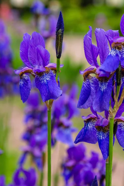 Xiphium Nel Giardino Estivo Xiphium Pianta Bulbosa Perenne — Foto Stock