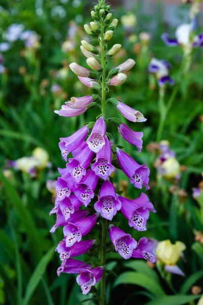 Digitalis Purpera Nın Çiçeği Bahçede Yüksükotu Digitalis Dijitalis Yaygın Bir — Stok fotoğraf