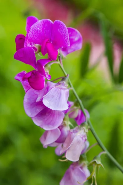 Flores Lathyrus Jardín Verano — Foto de Stock