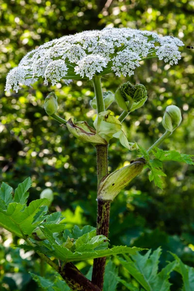 Heracleum Sosnowskyi Apoisonous Plant Commonly Known Giant Hogweed Cartwheel Flower — Stock Photo, Image
