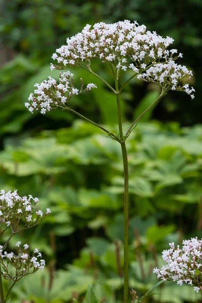 Valeriana Officinalis Zahradě Květiny Valeriany Officinalis Pěstování Léčivých Rostlin Zahradě — Stock fotografie