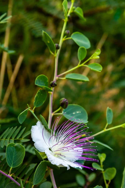 ケーパー低木 カパリスピノサ の花をクローズアップ カペロスの紫と白の花 カパリスピノサ ケッパーブッシュ またフリンダースローズと呼ばれています エキゾチックな花 — ストック写真