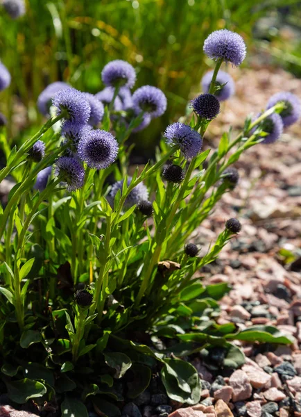 Globularia punctata in rock garden in spring garden