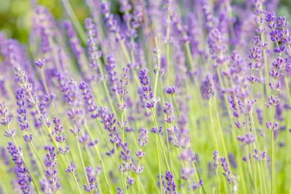 Bela Vista Verão Com Flores Lavanda — Fotografia de Stock