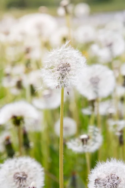 Natur Hintergrund Mit Löwenzahn — Stockfoto