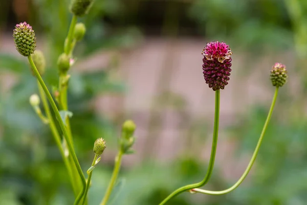 Sanguisorba Officinalis Gran Burnet Una Planta Familia Rosaceae Subfamilia Rosoideae — Foto de Stock