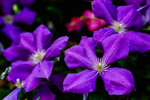 花园里多年生的丁香花 越来越多的铁线莲 盛开的线虫 — 图库照片