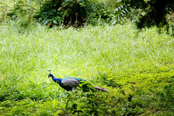 Pavão Andando Parque — Fotografia de Stock