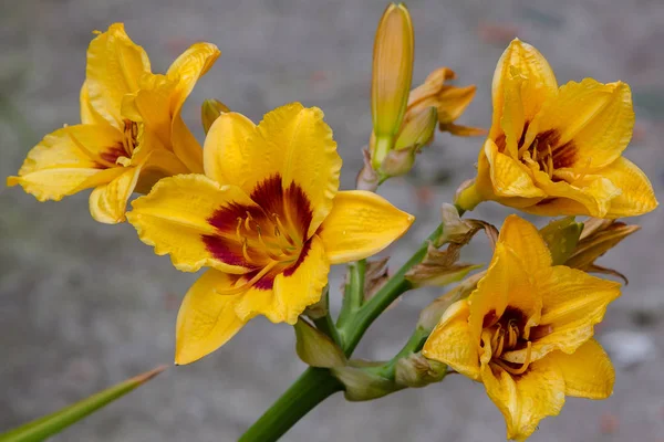 庭の開花日 夏の庭でヘメロカリを開花 日の出の美しい花 — ストック写真