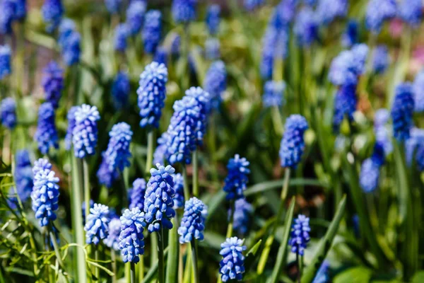 Flores Muscari Muscari Armeniacum Hiacintos Uva Flores Primavera Que Florecen — Foto de Stock