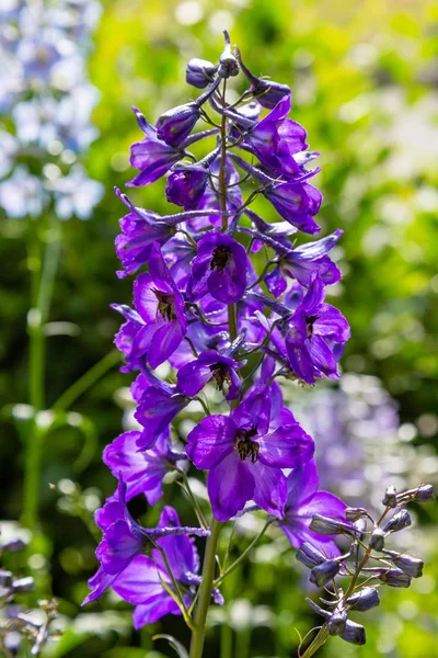 Piękne Delphiniums Kwitnące Ogrodzie — Zdjęcie stockowe