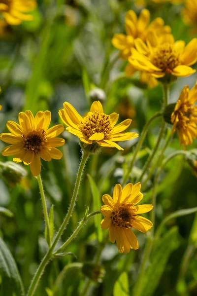 Arnica Foliosa Jardín Flores Amarillas Arnica Foliosa Plantas Medicinales Jardín — Foto de Stock