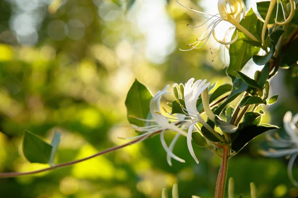 Lonicera Japonica Blanche Caprifolium Perfoliate Fleurs Chèvrefeuille Couverture Sol Chèvrefeuille — Photo