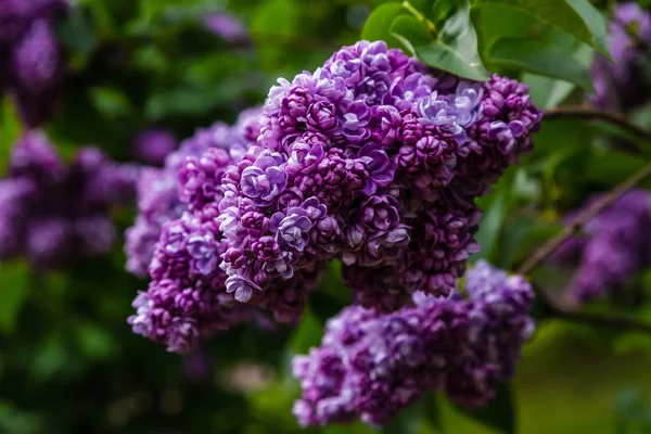 Blühender Flieder Syringa Garten Schöne Lila Lila Blüten Auf Natürlichem — Stockfoto