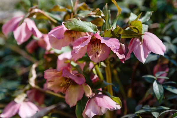 Hellebore Kvete Zahradě — Stock fotografie