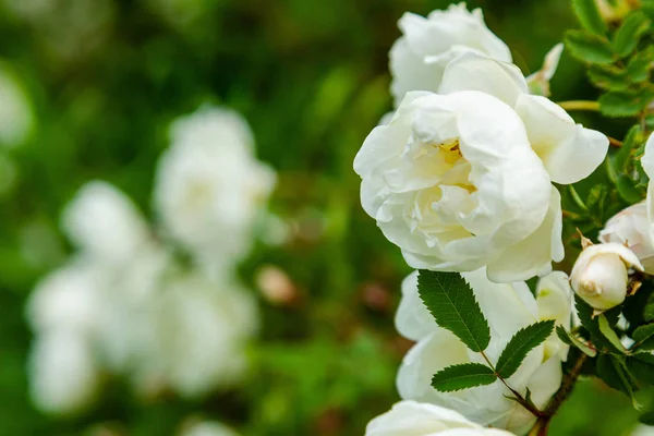 Belles Roses Toniques Rapprochent Contexte Naturel — Photo