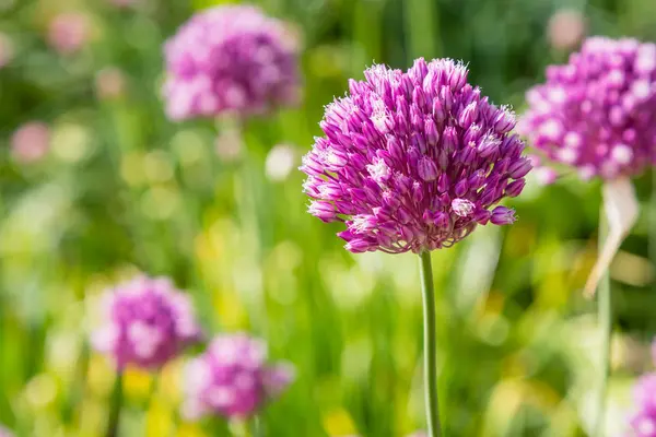 Allium Rotundum Trädgården Växande Uppsvällda Växter Trädgården Honungsväxter Trädgården — Stockfoto