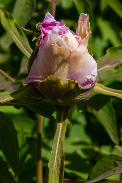 Peonías Con Flores Jardín — Foto de Stock