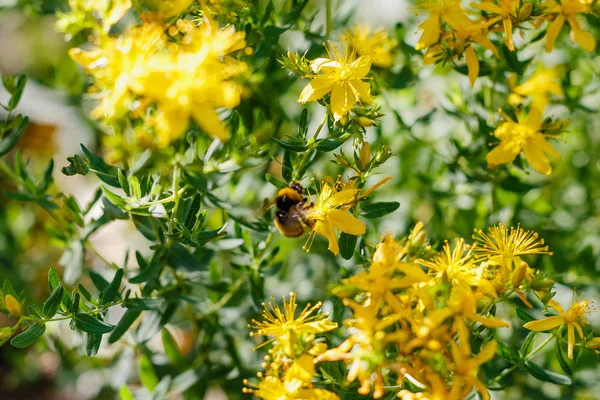 Bumblebee Gula Blommor Johannesört Hypericum Perforatum Även Känd Som Johannesört — Stockfoto