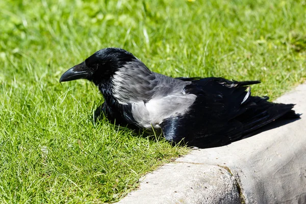 Corvus Cornix Poussin Corbeau Gris Dans Jardin — Photo