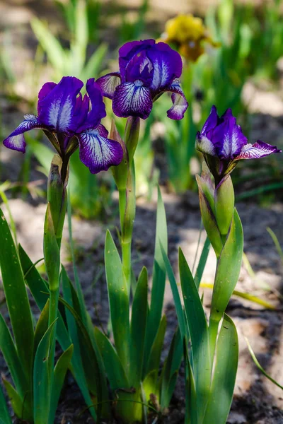 Xiphium Zomertuin Xiphium Een Meerjarige Bolvormige Plant — Stockfoto