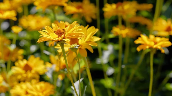 Margaritas Amarillas Macizo Flores Género Plantas Herbáceas Perennes Heliopsis Heliopsis — Foto de Stock