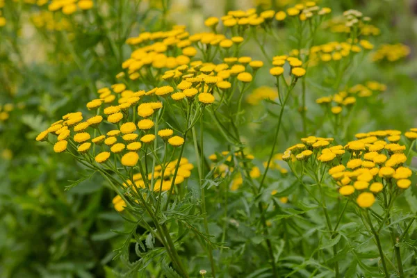 Żółty Kwiat Tanacetum Vulgare Naturalnym Tle Rośliny Lecznicze Ogrodzie — Zdjęcie stockowe