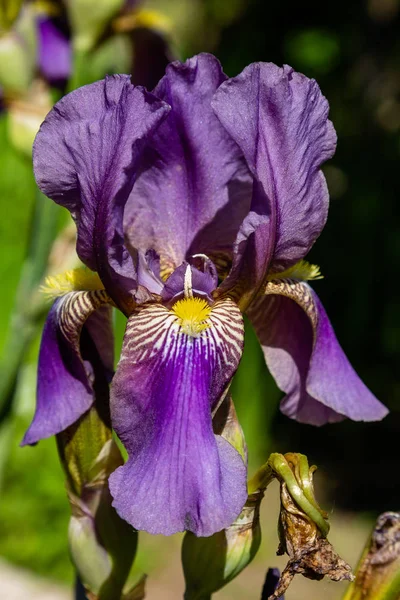 Xiphium Dans Jardin Été Xiphium Est Une Plante Bulbeuse Vivace — Photo