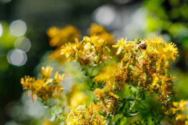 Bumblebee on yellow flowers of St. John\'s wort. Hypericum perforatum, also known as St John\'s wort, is a flowering plant species of the genus Hypericum and a medicinal herb