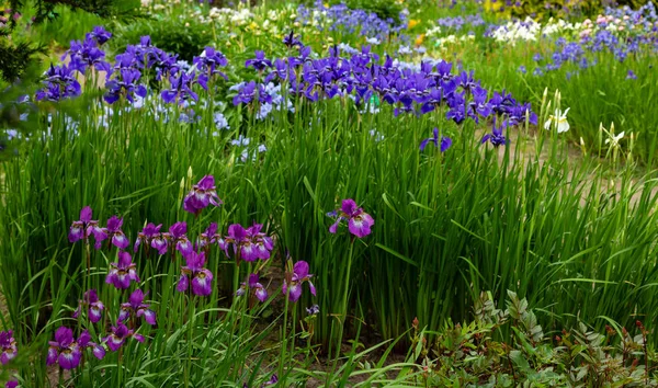Siberian Iris Flowers Iris Sibirica Green Background Garden — Stock Photo, Image
