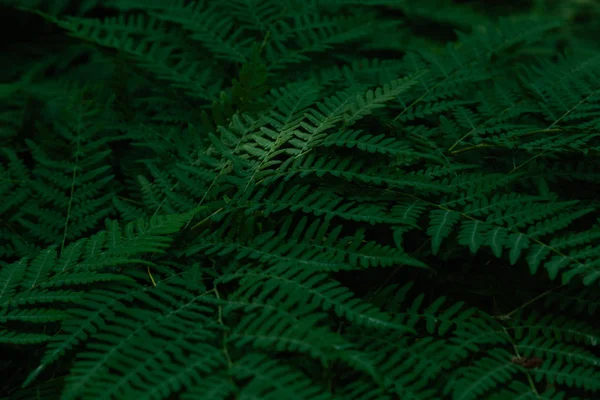 Zielone Tropikalne Tło Roślinami Dżungli Tło Liści Paproci — Zdjęcie stockowe
