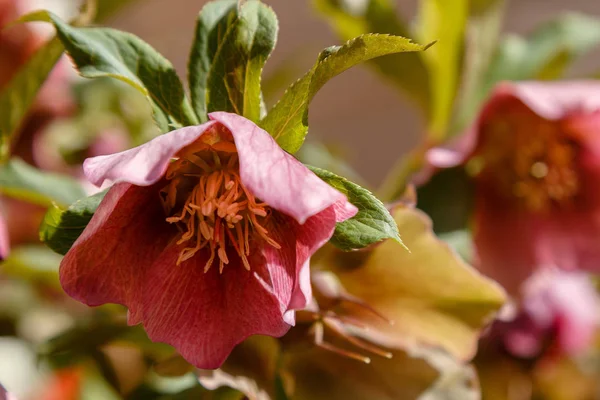 Hellebore Bahçede Çiçek Açıyor — Stok fotoğraf