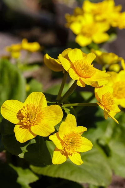 Frühlingsblume Sumpf Ringelblume Und Königsblumen Caltha Palustris Gelbe Blume Caltha — Stockfoto