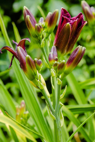 Blommande Dagliljor Trädgården Blommande Hemerocallis Sommarträdgård Vackra Blommor Dagliljor — Stockfoto