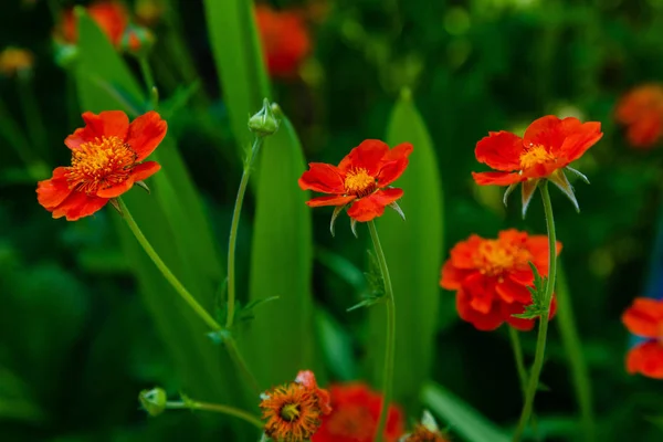 Geum Coccineum Frühlingsgarten Rote Blüten Von Geum Coccineum Vor Grünem — Stockfoto