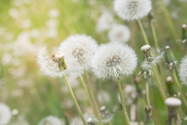 Natur Bakgrund Med Maskrosor — Stockfoto