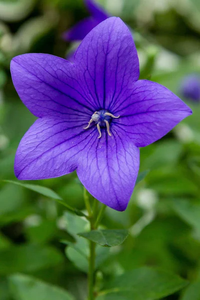 夏の庭でプラチコドンの壮大なまたはバルーンフラワー 紫と青の花のプラチコドン ビッグブルーカンパヌラクローズアップ — ストック写真