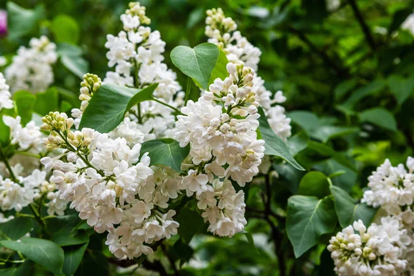 Blühender Flieder Syringa Garten Schöne Lila Lila Blüten Auf Natürlichem — Stockfoto