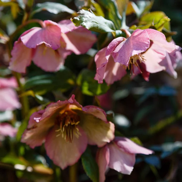 Hellebore Blooming Garden — Stock Photo, Image