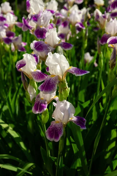 Xiphium Nel Giardino Estivo Xiphium Pianta Bulbosa Perenne — Foto Stock