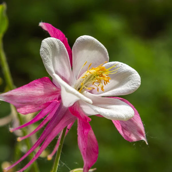 정원에서 Aquilegia Coerulea Naturfal 배경에 Aquilegia의 꽃입니다 — 스톡 사진