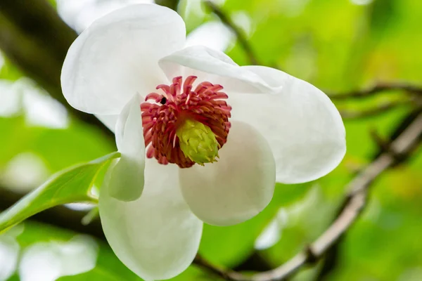 Flower Magnolia Garden Exotic Plants Garden — Stock Photo, Image