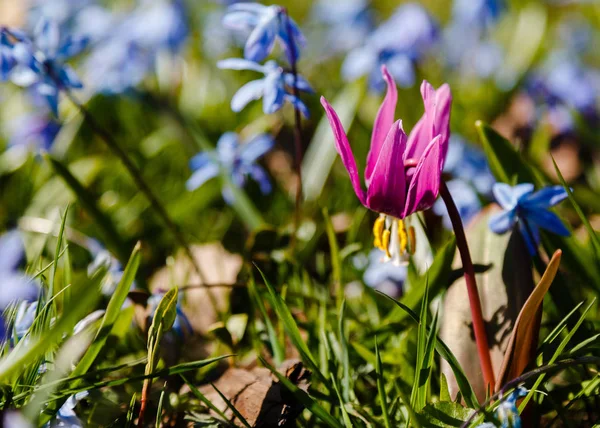 Flowers Erythronium Spring Garden Perennial Herbaceous Bulbous Plant Genus Lily — Stock Photo, Image