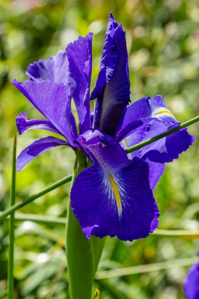 Xiphium Zomertuin Xiphium Een Overblijvende Bolvormige Plant — Stockfoto