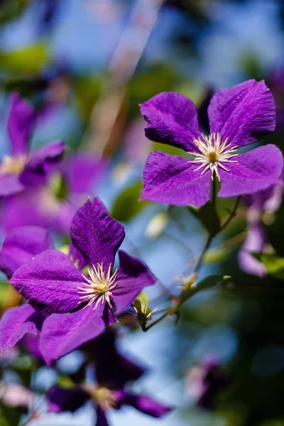 Flowers Perennial Vines Clematis Garden Growing Clematis Blooming Clematis — Stock Photo, Image