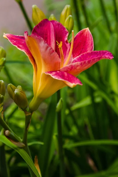 Bahçede Çiçekli Günlükler Yaz Bahçesinde Çiçek Açan Hemerocallis Daylilies Güzel — Stok fotoğraf