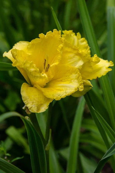 Цвітіння Лілій Саду Квітуча Гемералоли Літньому Саду Красиві Квіти Лілій — стокове фото