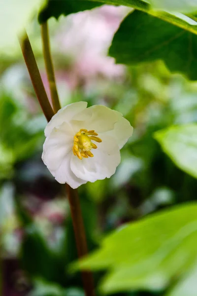 Цветы Майяблока Podophyllum Pfallatum Саду Лекарственное Травянистое Многолетнее Растение Вид — стоковое фото