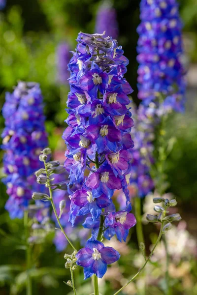 Piękne Delphiniums Kwitnące Ogrodzie — Zdjęcie stockowe